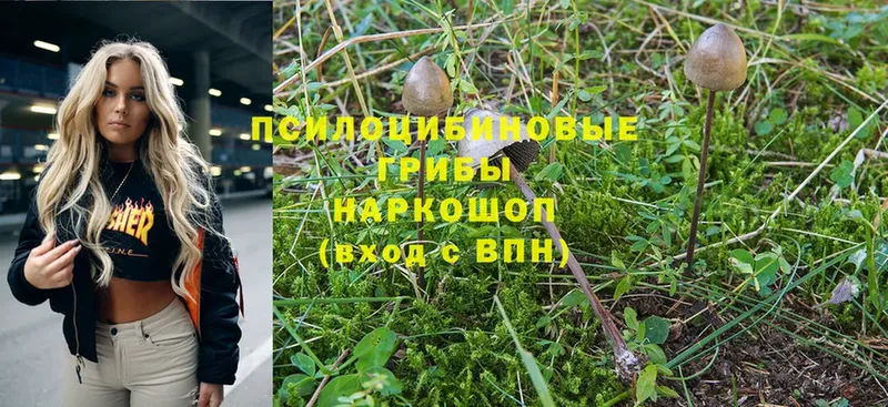 Псилоцибиновые грибы Magic Shrooms  Владимир 